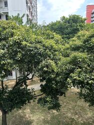 Blk 498 Jurong West Street 41 (Jurong West), HDB 3 Rooms #502369031
